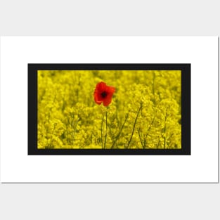 single red poppy in a field of yellow flowers Posters and Art